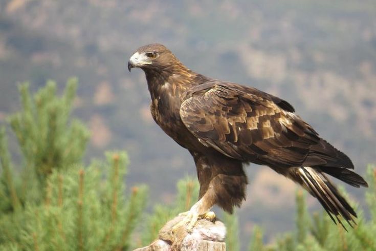 Águila real Águila real