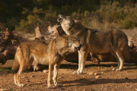 Lobo ibérico Lobo ibérico