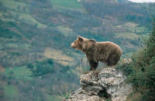 Oso pardo Asturias Oso pardo Asturias